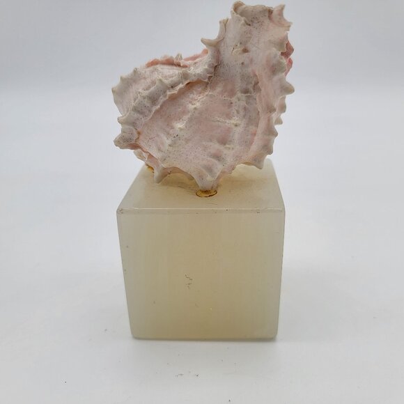Murex Shell Mounted on Onyx Cube - Picture 2 of 8